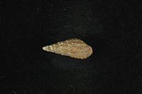 藏品(結節蜷)的圖片